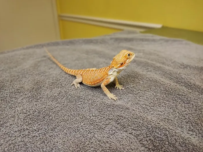Pennyroyal Small & Exotic Animal Hospital Picture 8
