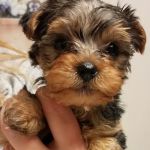 Animal Hospital of Nicholasville