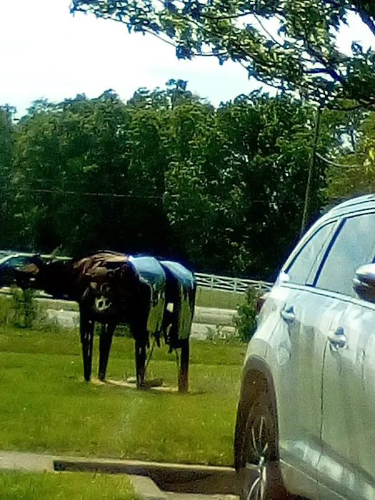 Animal Hospital of Nicholasville Picture 7