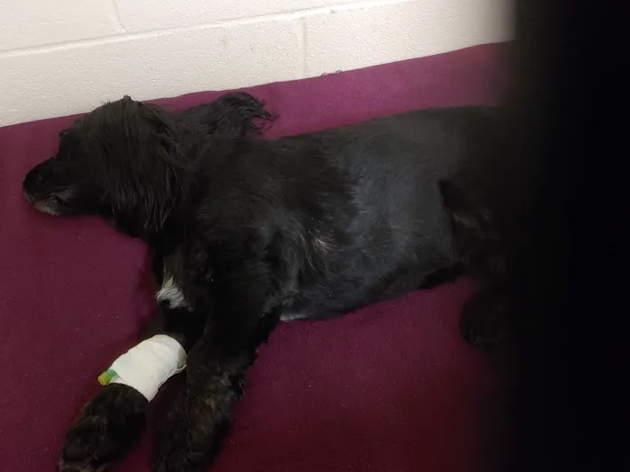 Animal Hospital-Nicholasville: Fox Julie DVM Picture 2