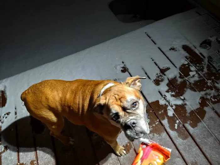 Animal Hospital-Nicholasville: Fox Julie DVM Picture 3