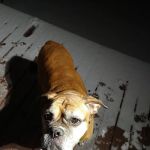 Animal Hospital-Nicholasville: Fox Julie DVM