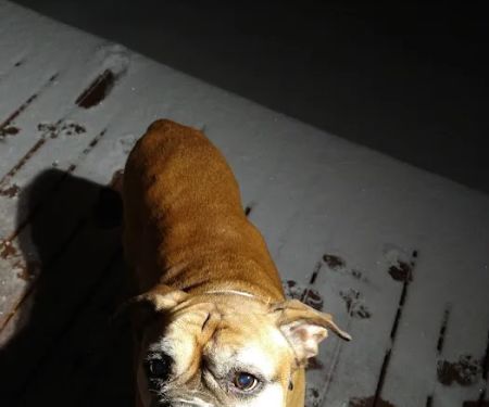 Animal Hospital-Nicholasville: Fox Julie DVM
