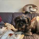 Chevy Chase Animal Clinic