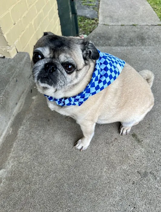 Chevy Chase Animal Clinic Picture 4