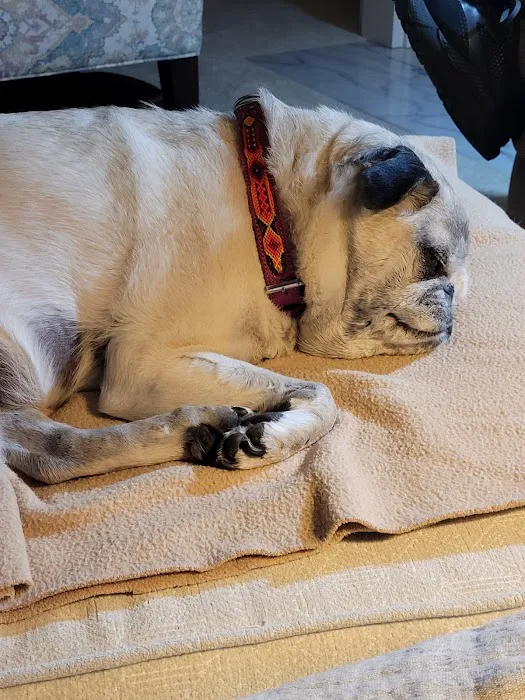 Chevy Chase Animal Clinic Picture 8