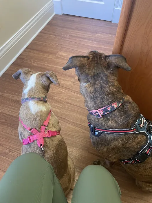 Chevy Chase Animal Clinic Picture 9