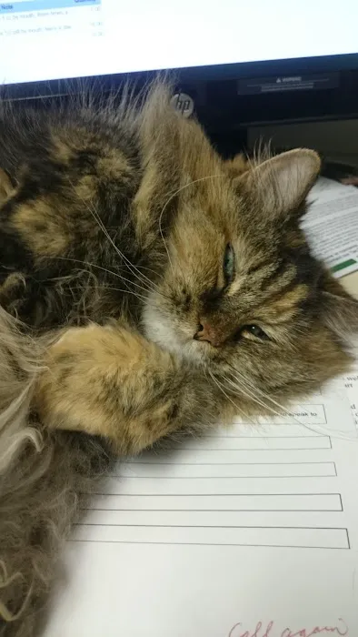 Lexington Hospital For Cats Picture 6