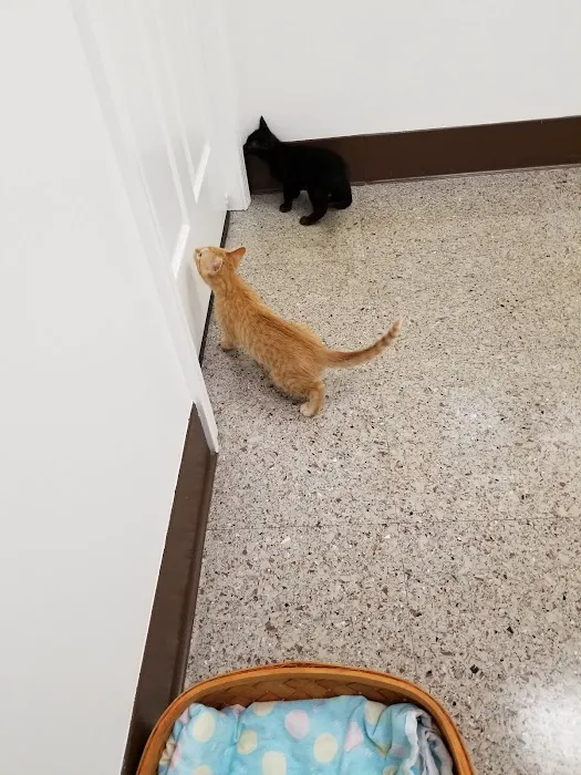 Lexington Hospital For Cats Picture 2