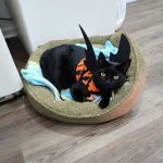 Lexington Hospital For Cats