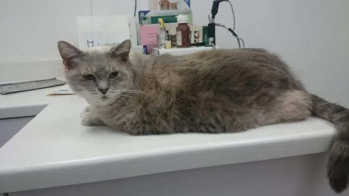 Lexington Hospital For Cats Picture 5