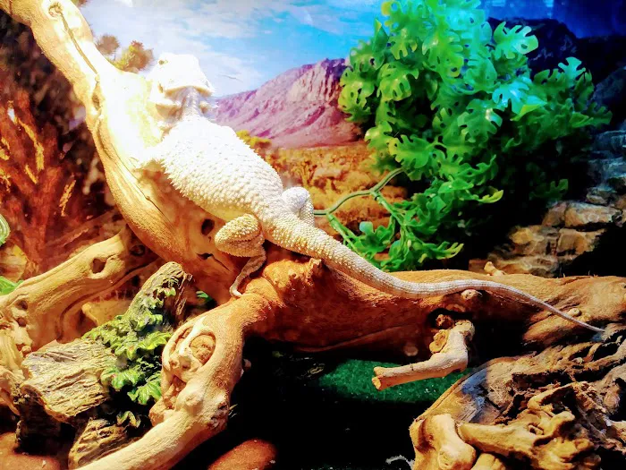 Pet Supermarket Picture 6