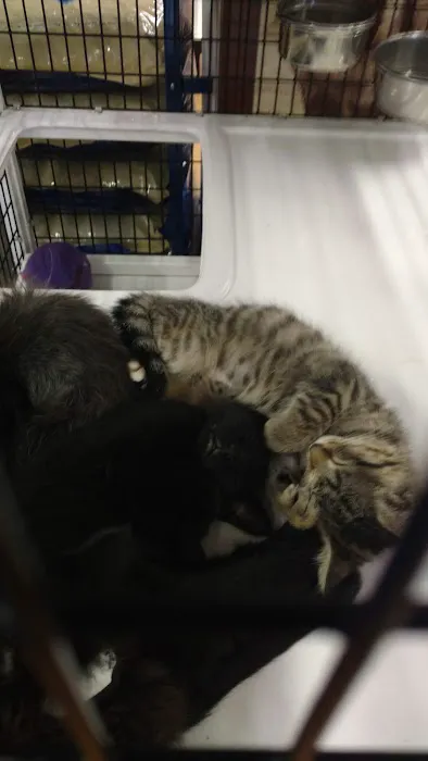 Pet Supermarket Picture 1