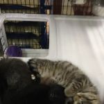 Pet Supermarket