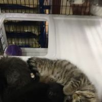 Pet Supermarket ico