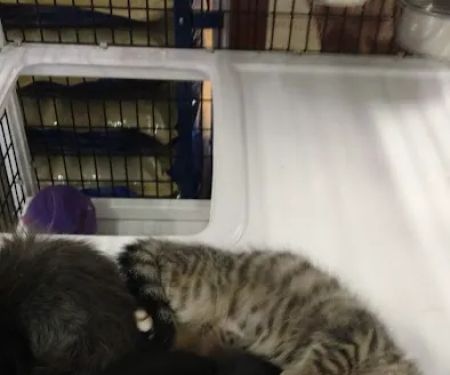 Pet Supermarket