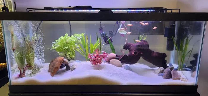 Dustin's Fishtanks Picture 9