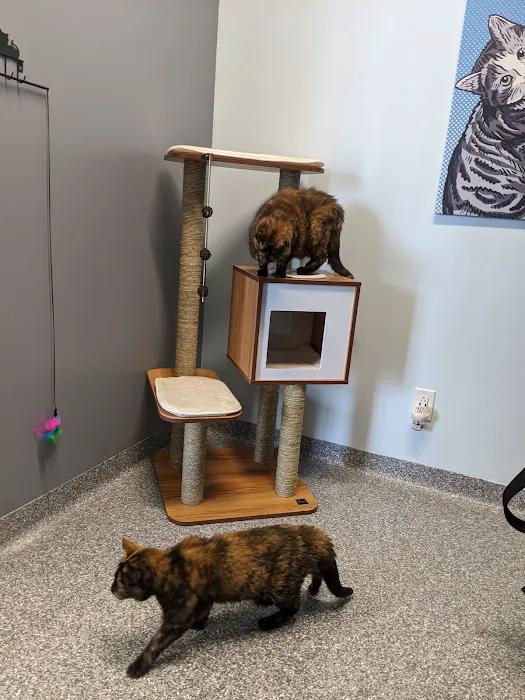 PetVet365 Pet Hospital & Dental Center Lexington/Brannon Crossing Picture 6