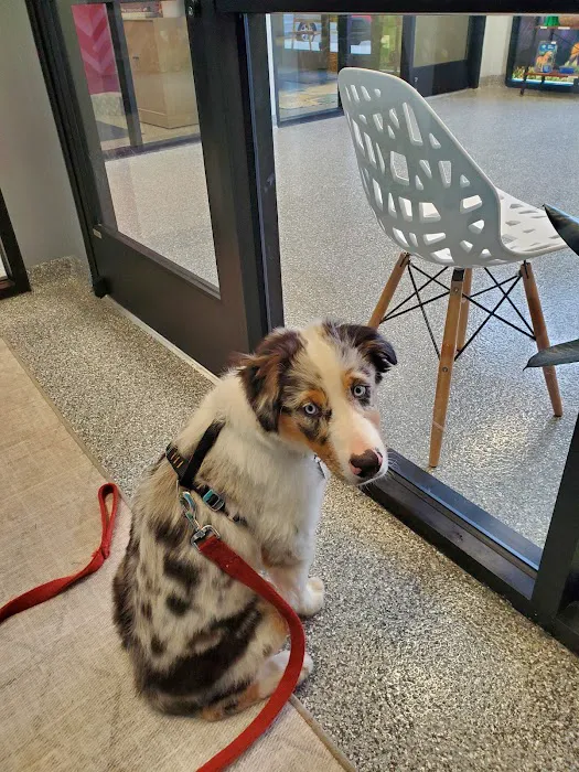 PetVet365 Pet Hospital & Dental Center Lexington/Brannon Crossing Picture 4