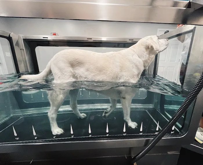 Lexington Veterinary Rehabilitation Picture 5