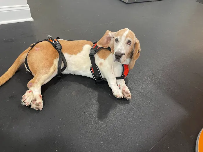 Lexington Veterinary Rehabilitation Picture 1