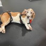 Lexington Veterinary Rehabilitation