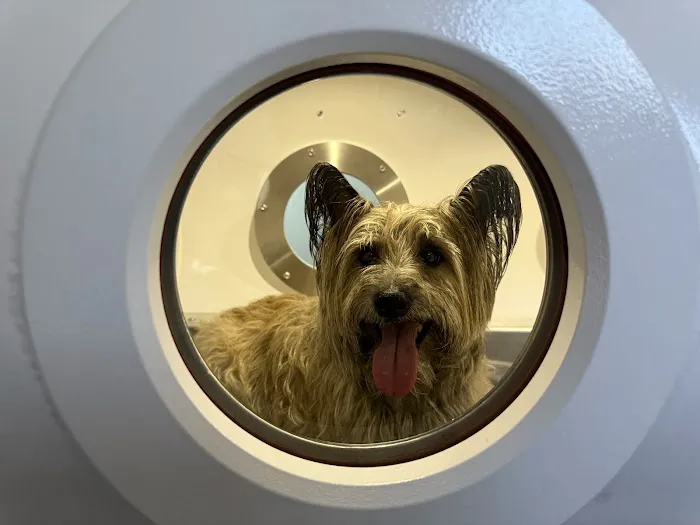 Lexington Veterinary Rehabilitation Picture 4