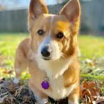 Blue Paw Primary Pet Care