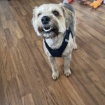 Banfield Pet Hospital