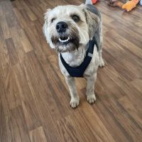 Banfield Pet Hospital ico