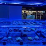 Aquatics & Exotics