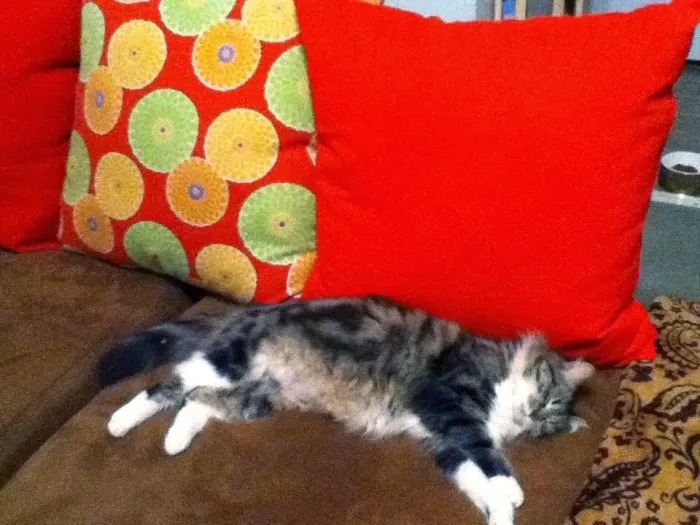 Animal House Picture 2