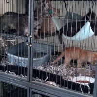 Animal House ico