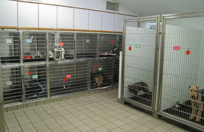VCA College Hill Animal Hospital Picture 8