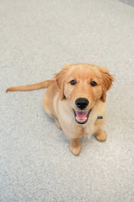 PetVet365 Pet Hospital Cincinnati / Colerain Picture 2