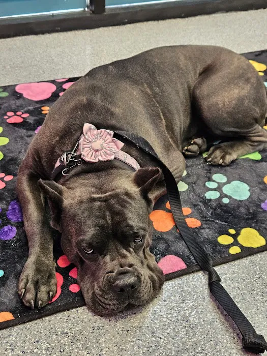 PetVet365 Pet Hospital Cincinnati / Colerain Picture 9