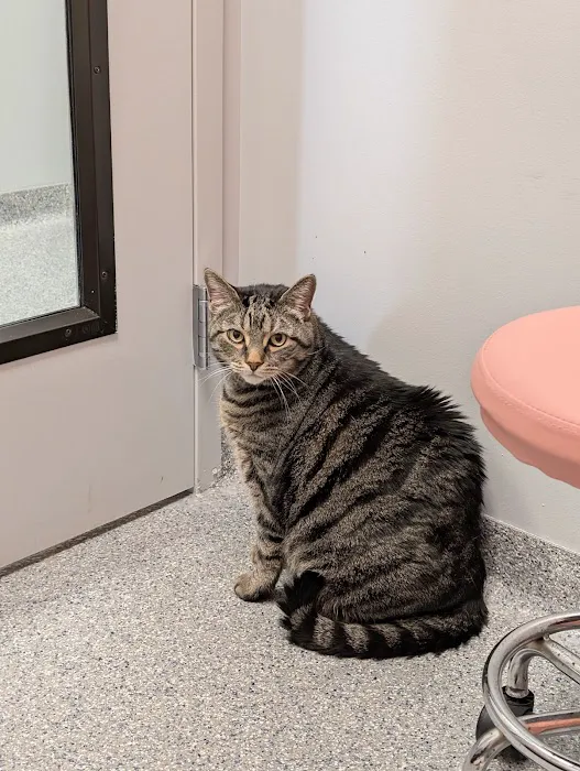 PetVet365 Pet Hospital Cincinnati / Colerain Picture 8