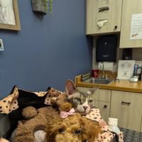 Twin Valley Vet Services, LLC ico