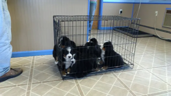 Twin Valley Vet Services, LLC Picture 5