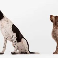 Western Hills Veterinary Clinic ico
