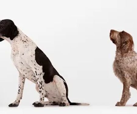 Western Hills Veterinary Clinic