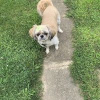 Farmersville Veterinary ico