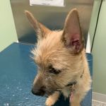 Brookville Animal Hospital