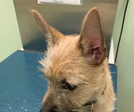 Brookville Animal Hospital