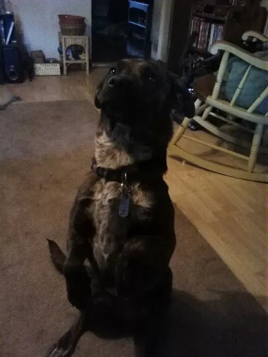Arcanum Veterinary Service Picture 10