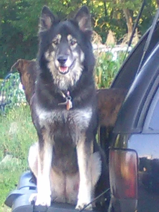 Arcanum Veterinary Service Picture 2