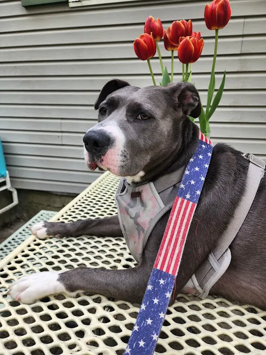 Clayton Animal Hospital Picture 7