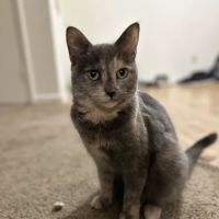 Clayton Animal Hospital ico