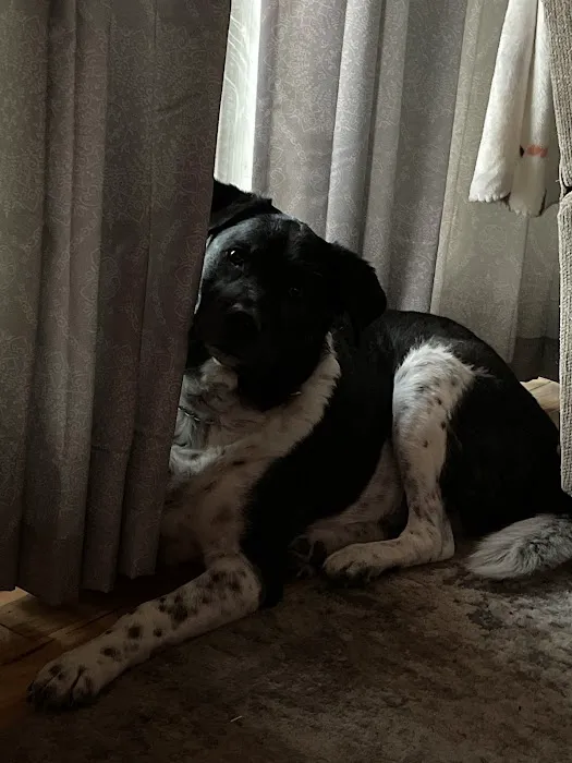 Mike's Mobile Veterinary Service Picture 3