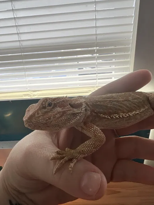 Anvil Exotics Picture 4